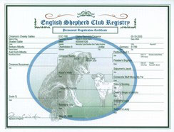English Shepherd Club Registry - Cheeky Galileo