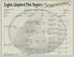 English Shepherd Club Registry - Joky Ophelia