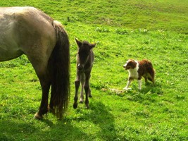 Pferdezucht auf dem Islandpferdehof Oberbilstein